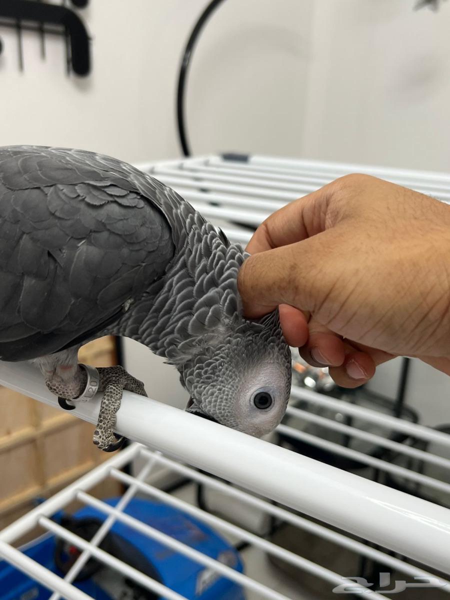 Faroukh Gongo Soft Casco64530798044419111