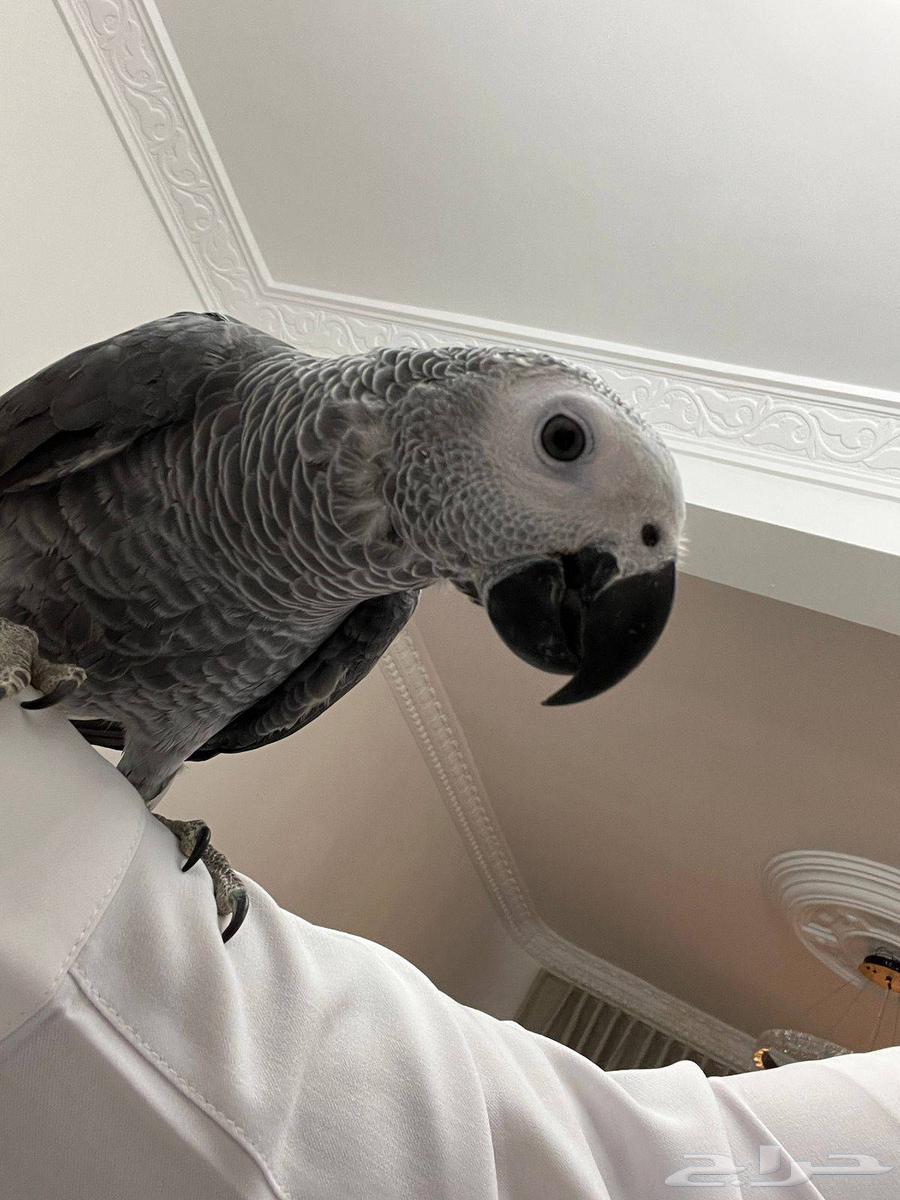 Faroukh Gongo Soft Casco64530798044419113