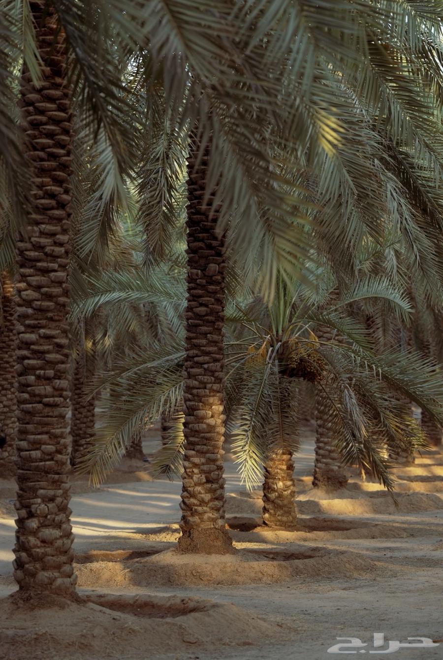 فرصة للبيع مشروع نخيل القصيم من المالك مباشره64515542721921111