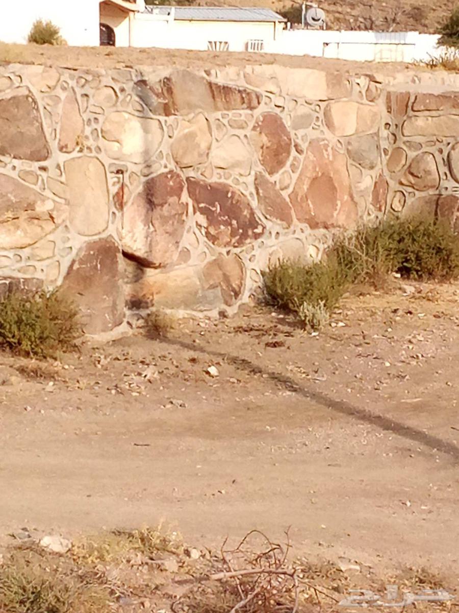 معلم حجر رباريب تلبيس64179450687105113