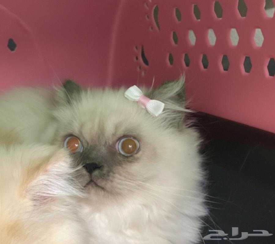 قطط للبيع64607520763267110