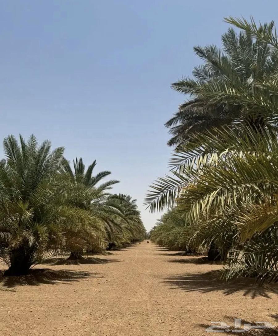 فرصة للبيع مشروع نخيل القصيم من المالك مباشره64515542721921114