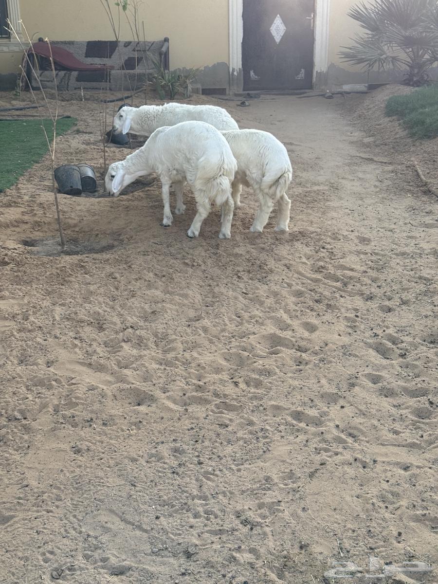 Three closed lambs64483674244739110