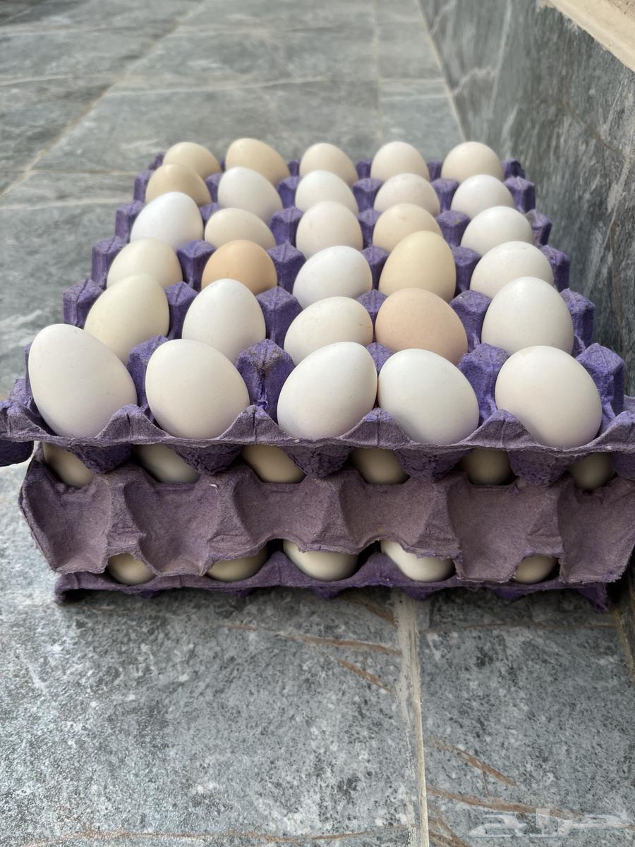 بيض بلدي64567378817667112