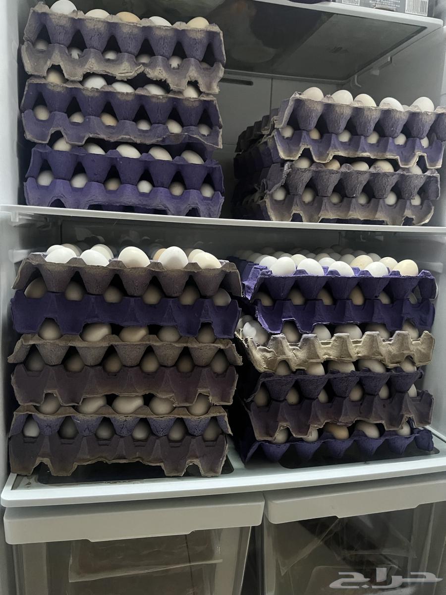 بيض بلدي64567378817667110