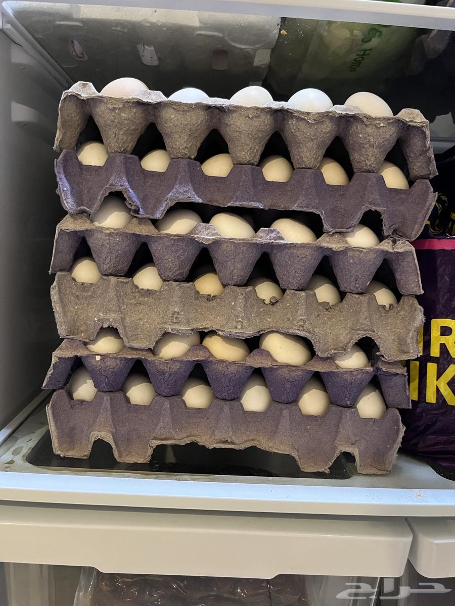 بيض بلدي64567378817667111