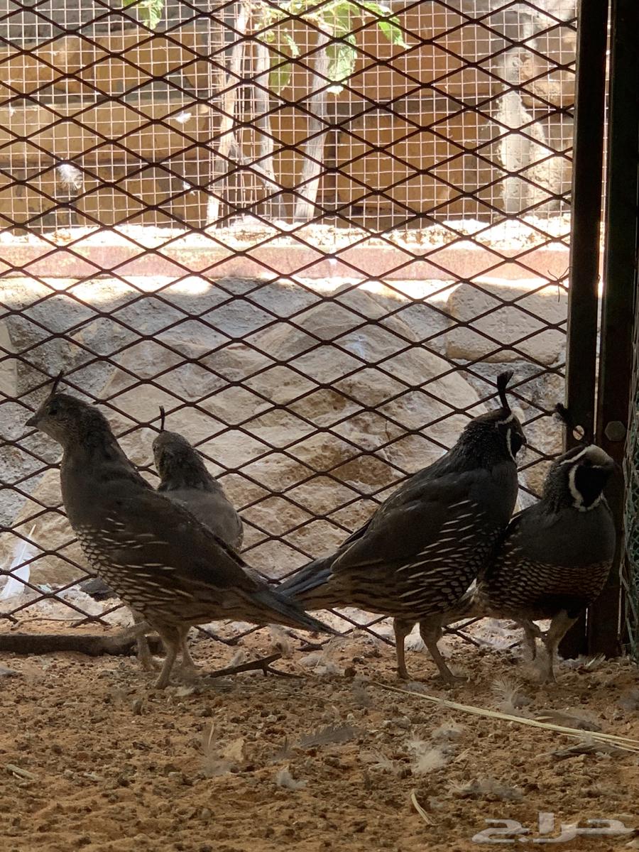 سمان كالفرونيا (تم البيع)64473471175555111