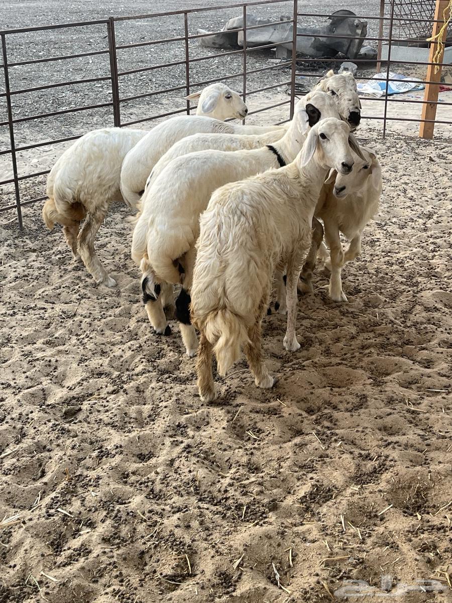 Slaughtering of rams and goats today64520403683203111