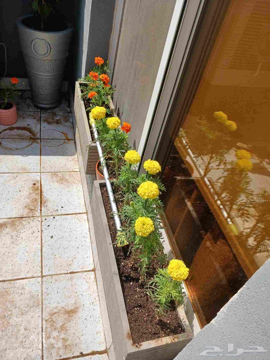 مشاتل مشاتل الجناين الخضره لتنسيق الحدائق64178626487553111