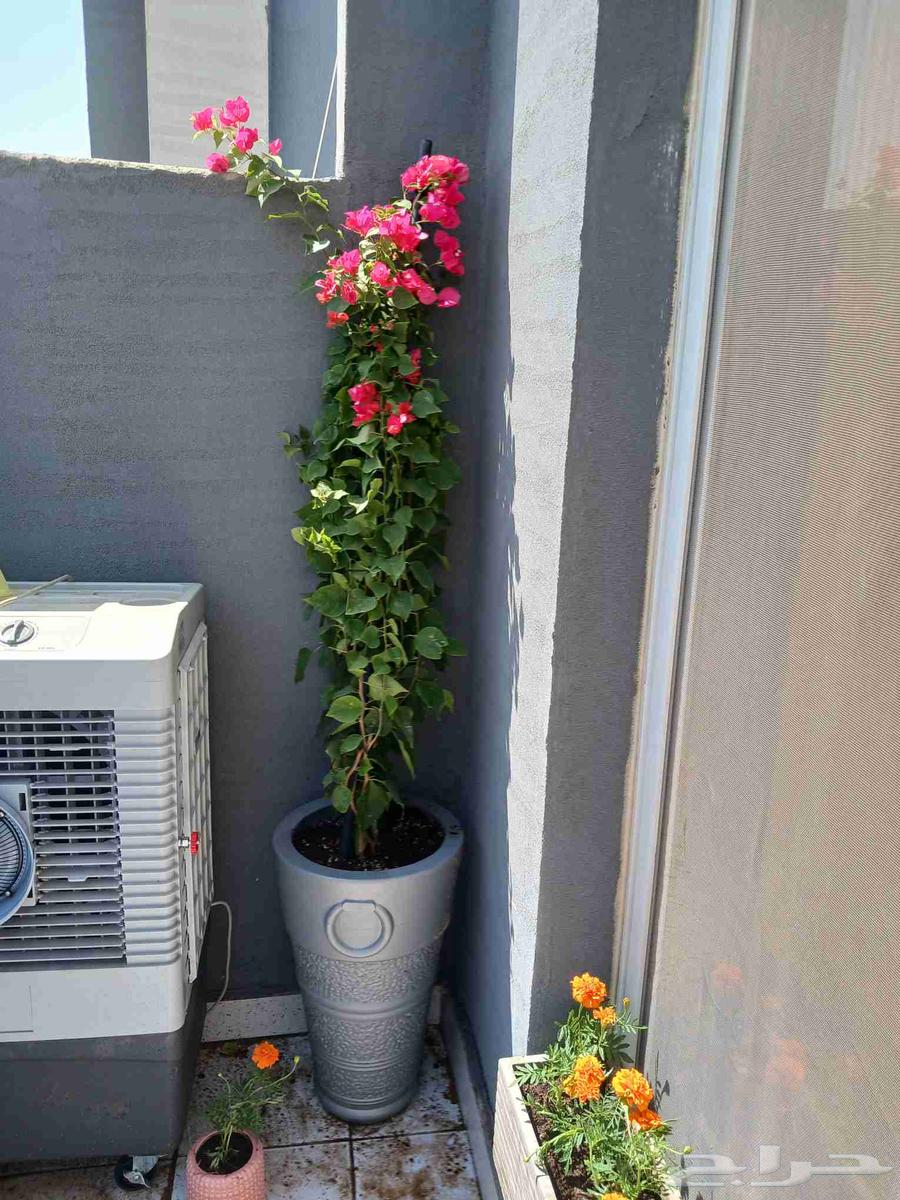 مشاتل مشاتل الجناين الخضره لتنسيق الحدائق64178626487553110