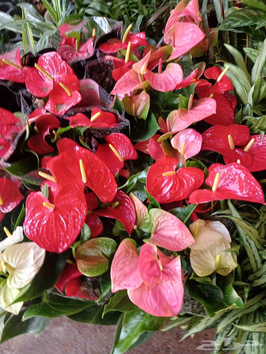 مشاتل مشاتل الجناين الخضره لتنسيق الحدائق64178626487553113