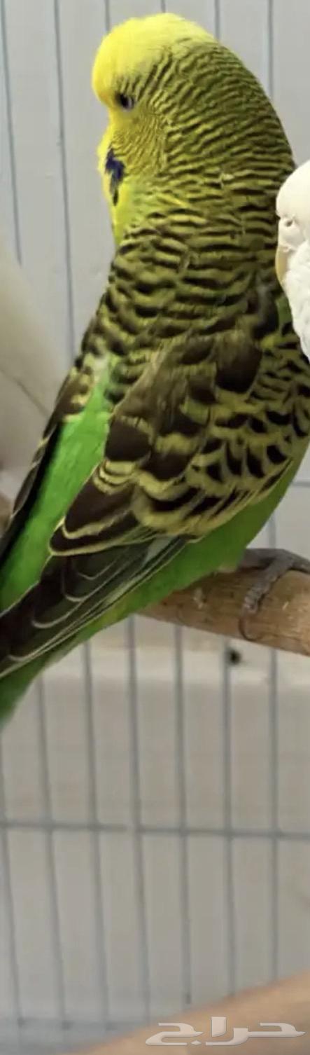 طيور بادجي (عصافير حب)64438941877506114