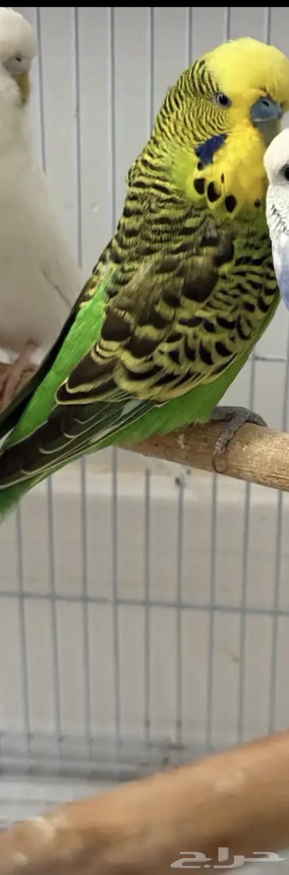 طيور بادجي (عصافير حب)64438941877506113