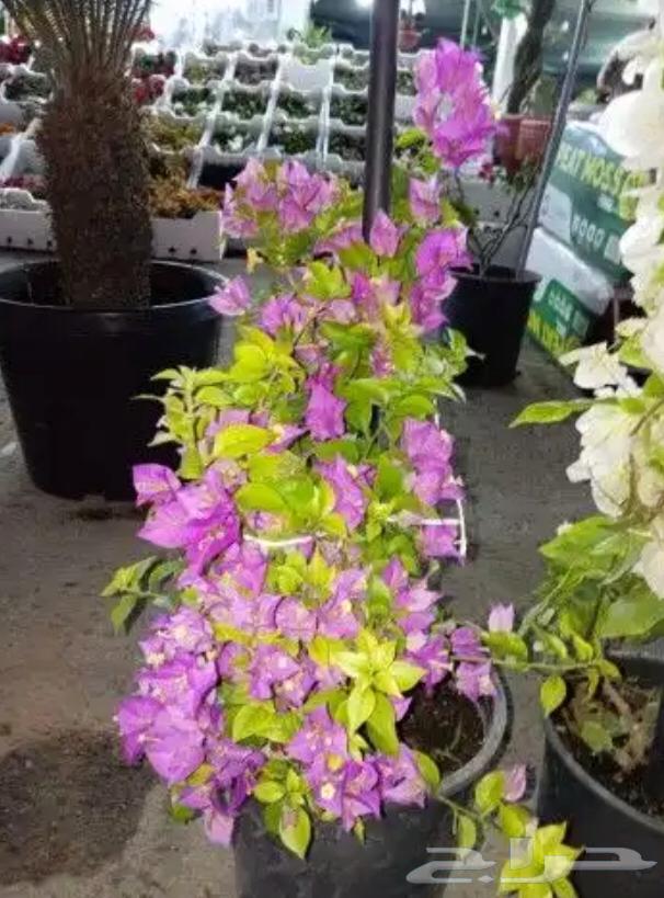 تنسيق الحدائق المنزلية64179047890050113