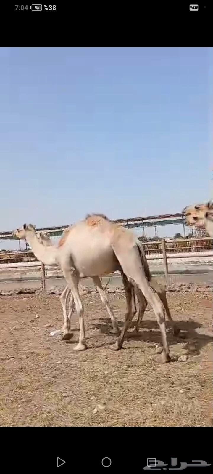 قعدان صومالية جديدة64476043810947110