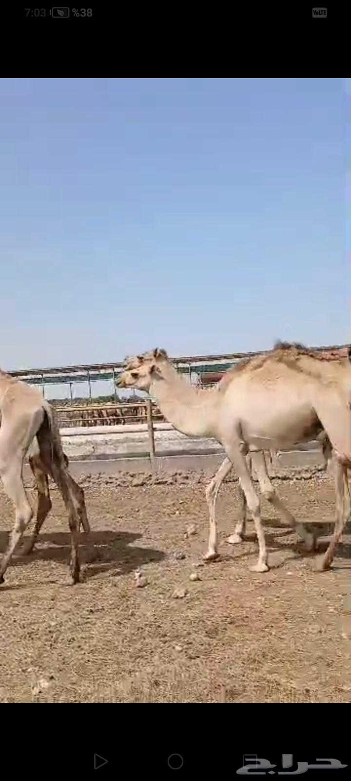 قعدان صومالية جديدة64476043810947112