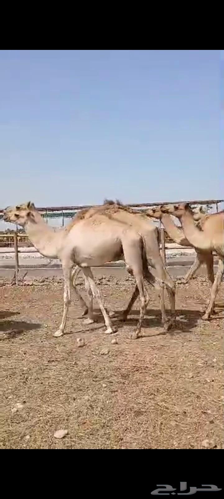 قعدان صومالية جديدة64476043810947114