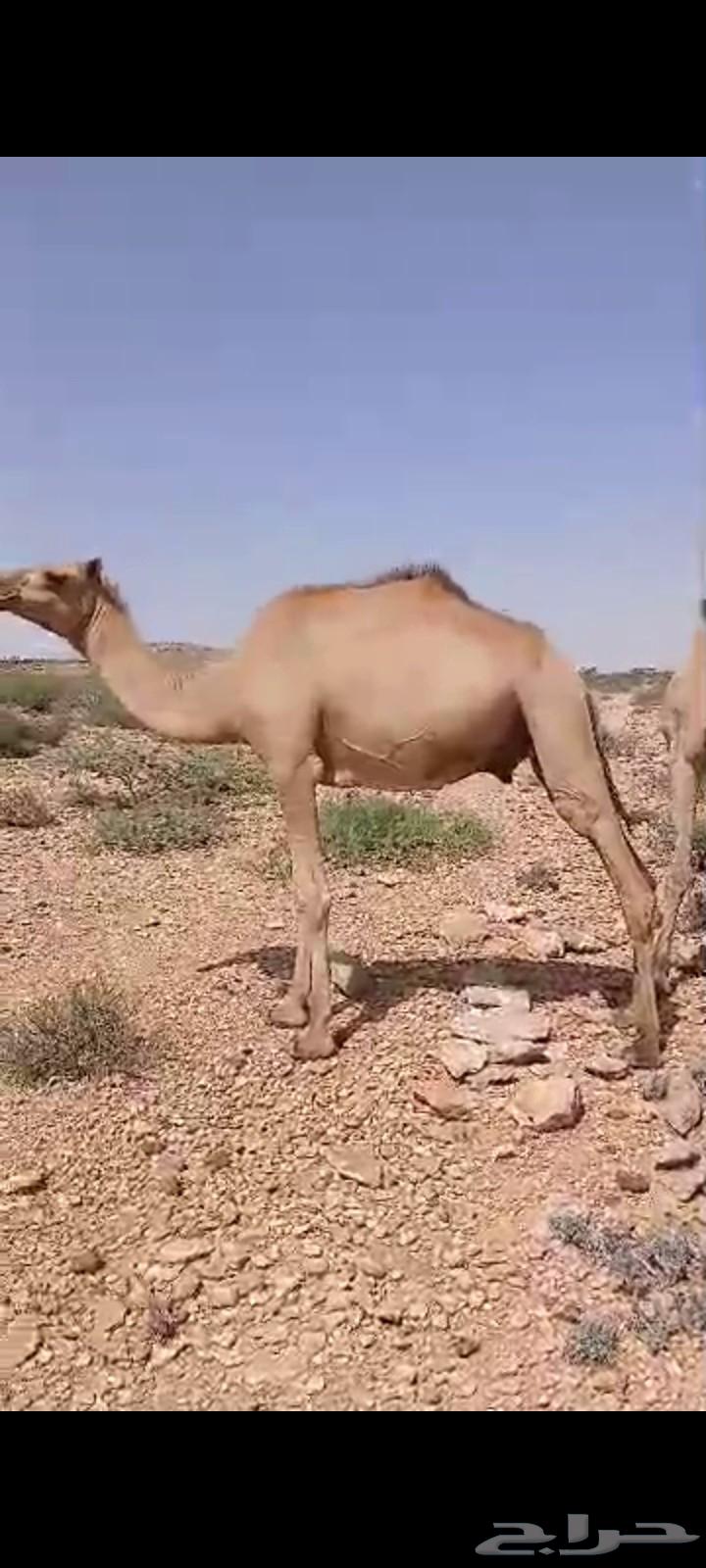 قعدان صومالية جديدة64476043810947111