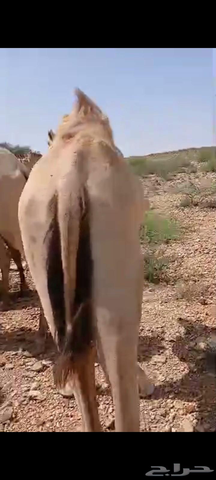 قعدان صومالية جديدة64476043810947113