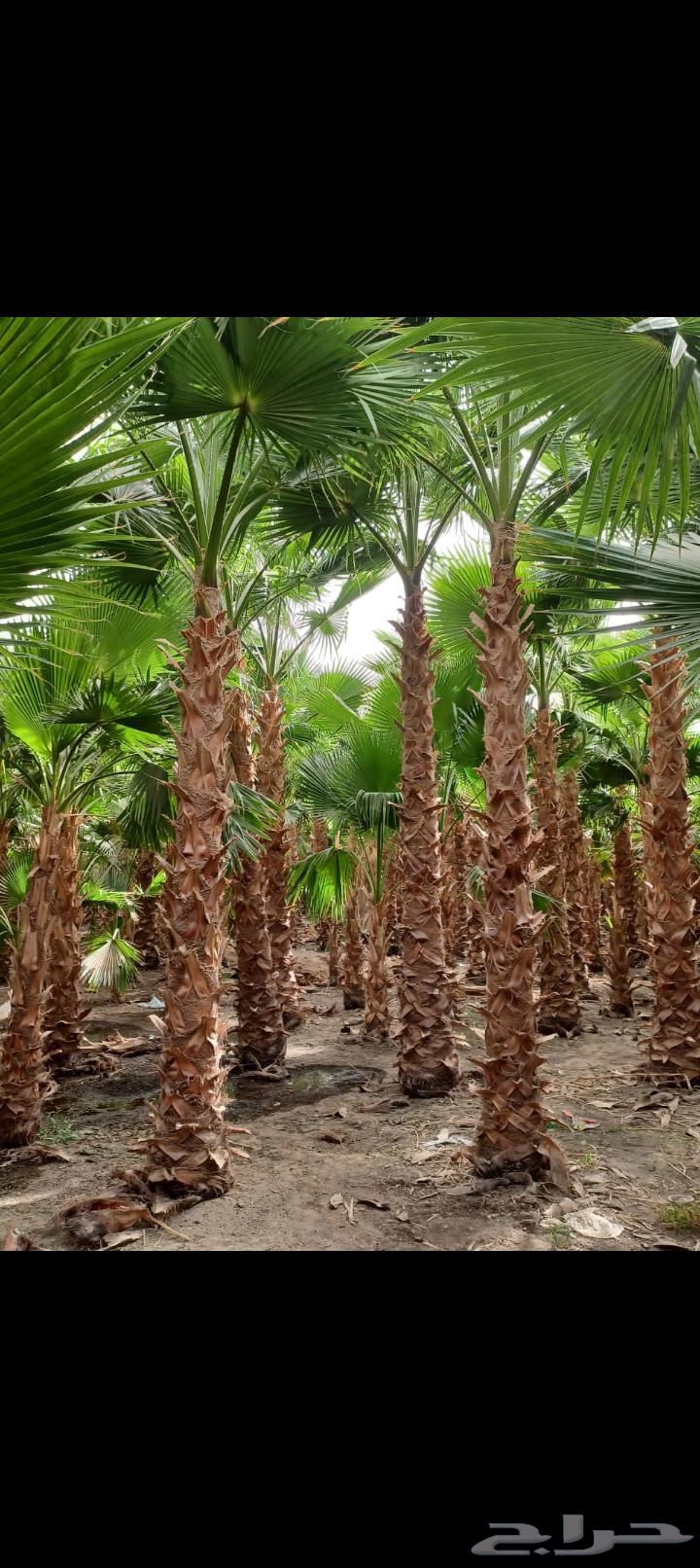 زراعه نخيل واشنطي ومثمر جميع المقاسات متوفره64178623017089110
