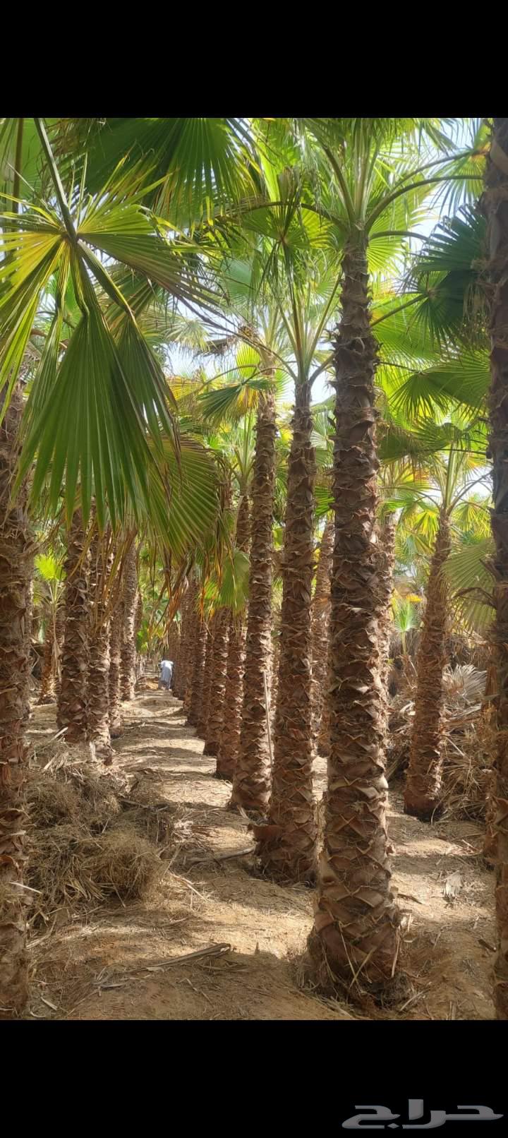 زراعه نخيل واشنطي ومثمر جميع المقاسات متوفره64178623017089111