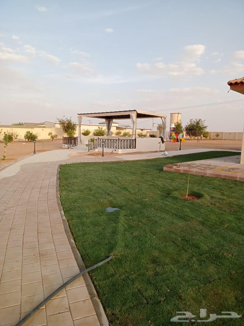 ثيل طبيعي وزرعه64179642021251112