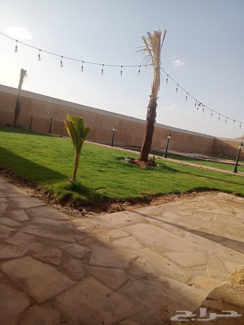 ثيل طبيعي وزرعه64179642021251113