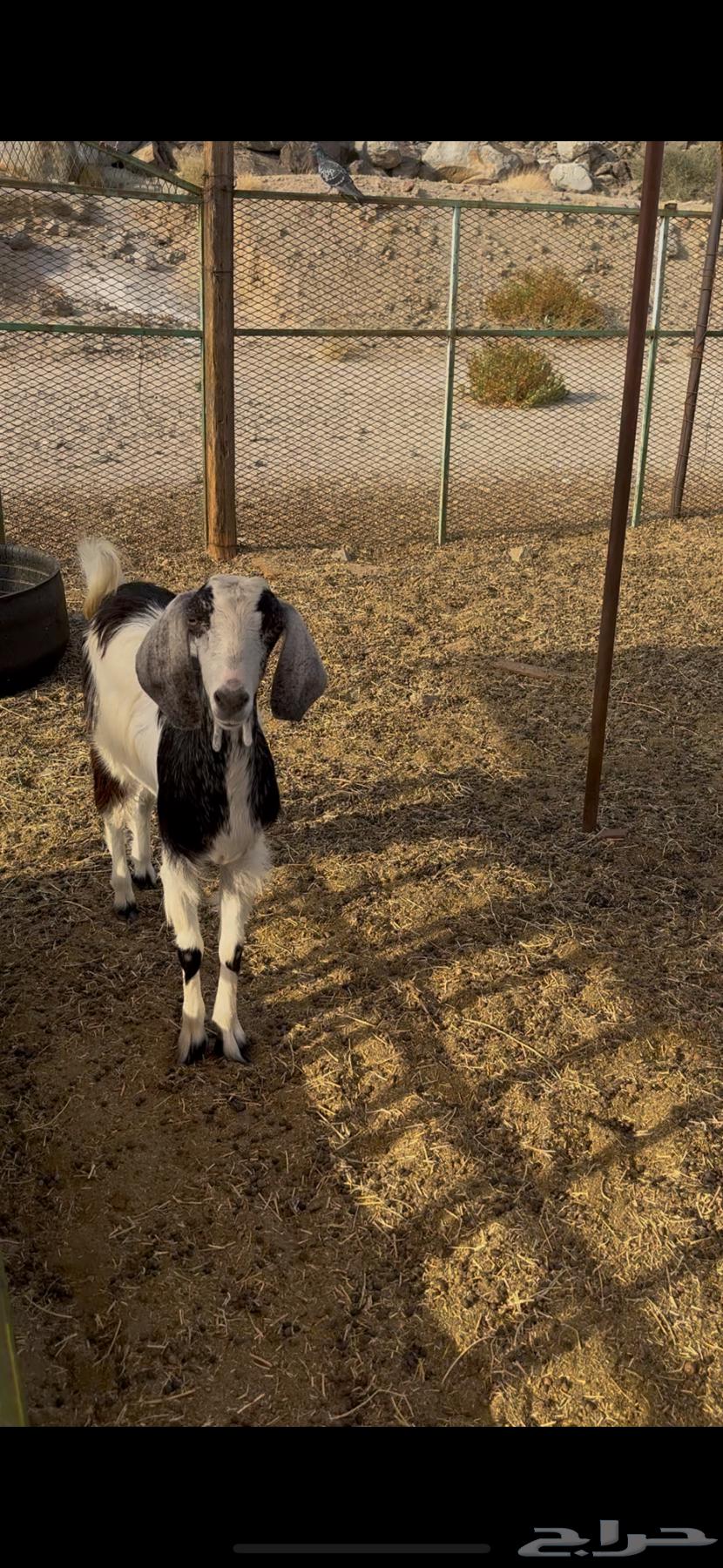 تيس وجفرتين للبيع النوارية64467369499522112