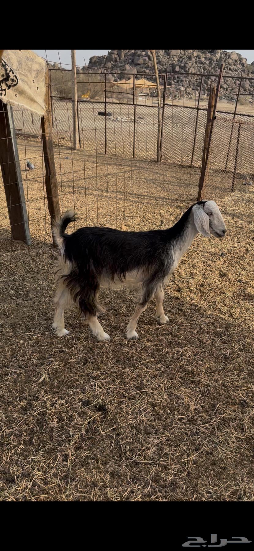 تيس وجفرتين للبيع النوارية64467369499522113