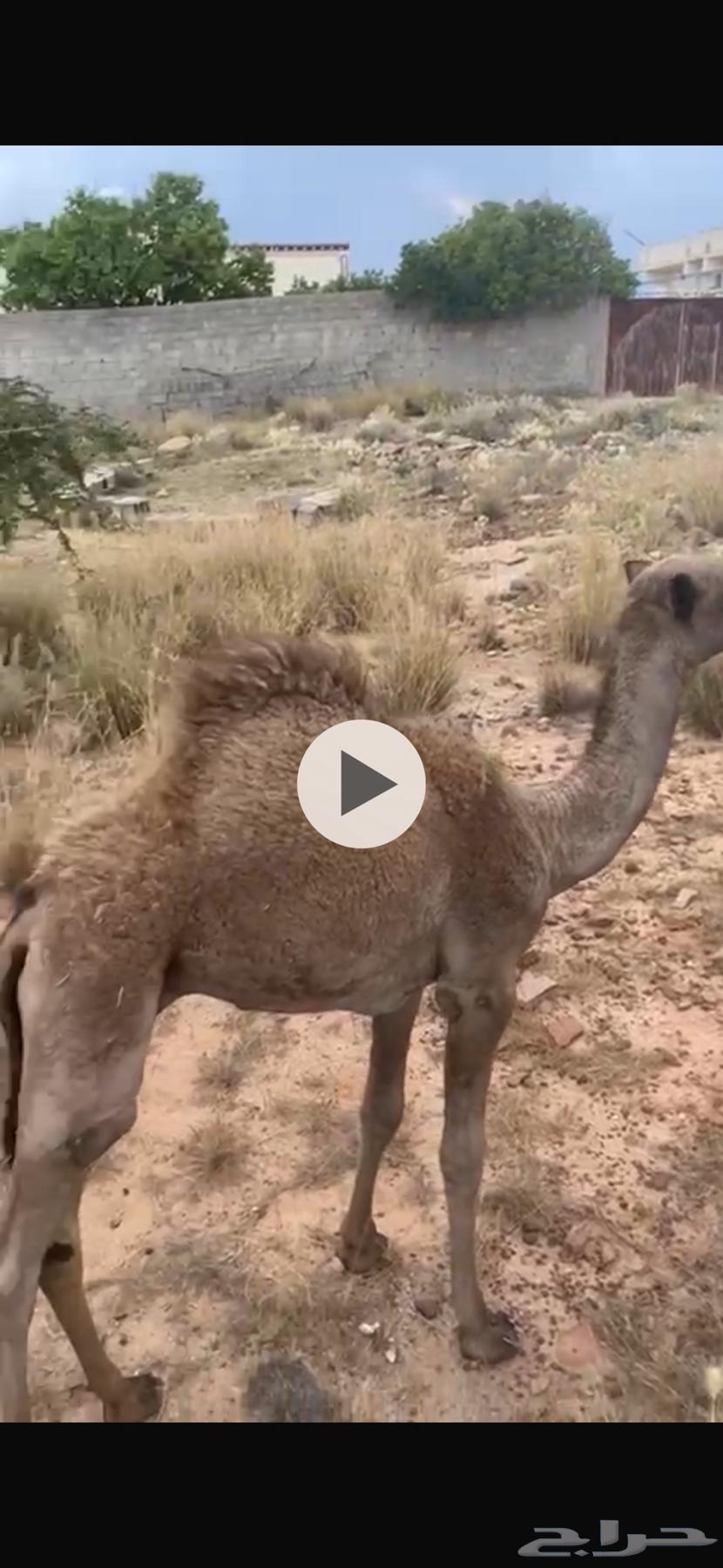 ناقه وولدها للبيع64473997569923110