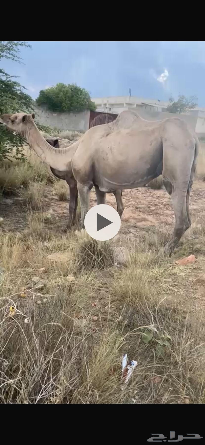 ناقه وولدها للبيع64473997569923111