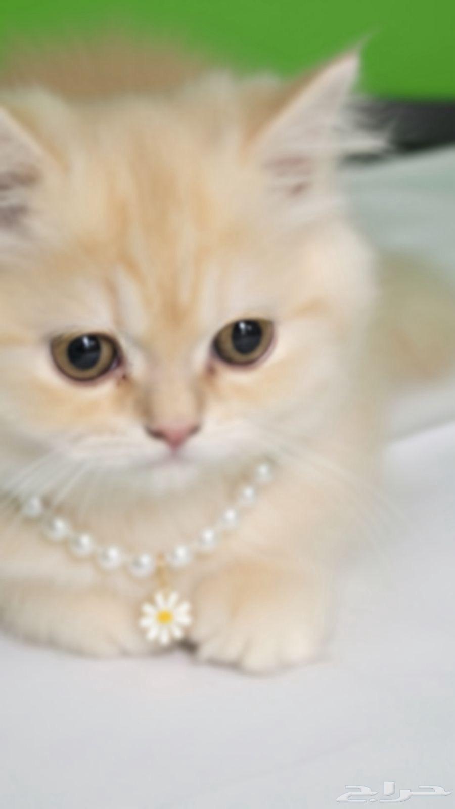 قطط للبيع64607520763267111