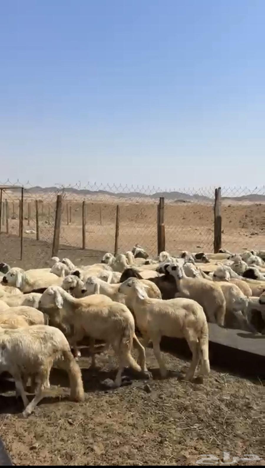 Oh please, sell me Sudanese goats for only 66064506104148355110