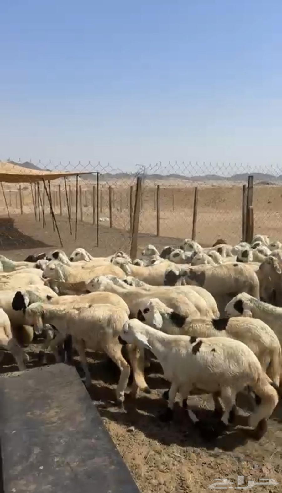 Oh please, sell me Sudanese goats for only 66064506104148355111