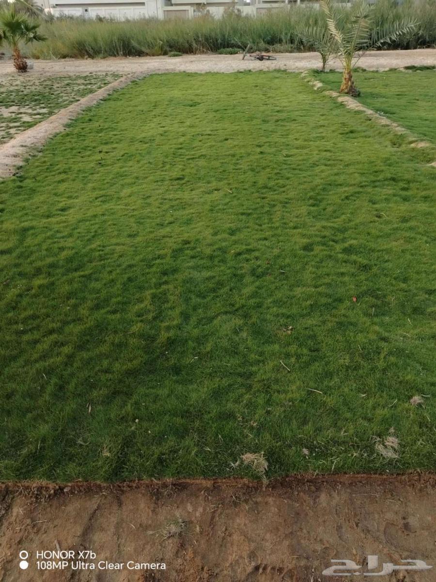 ابو محمد لتنسيق الحدائق64179856870659111