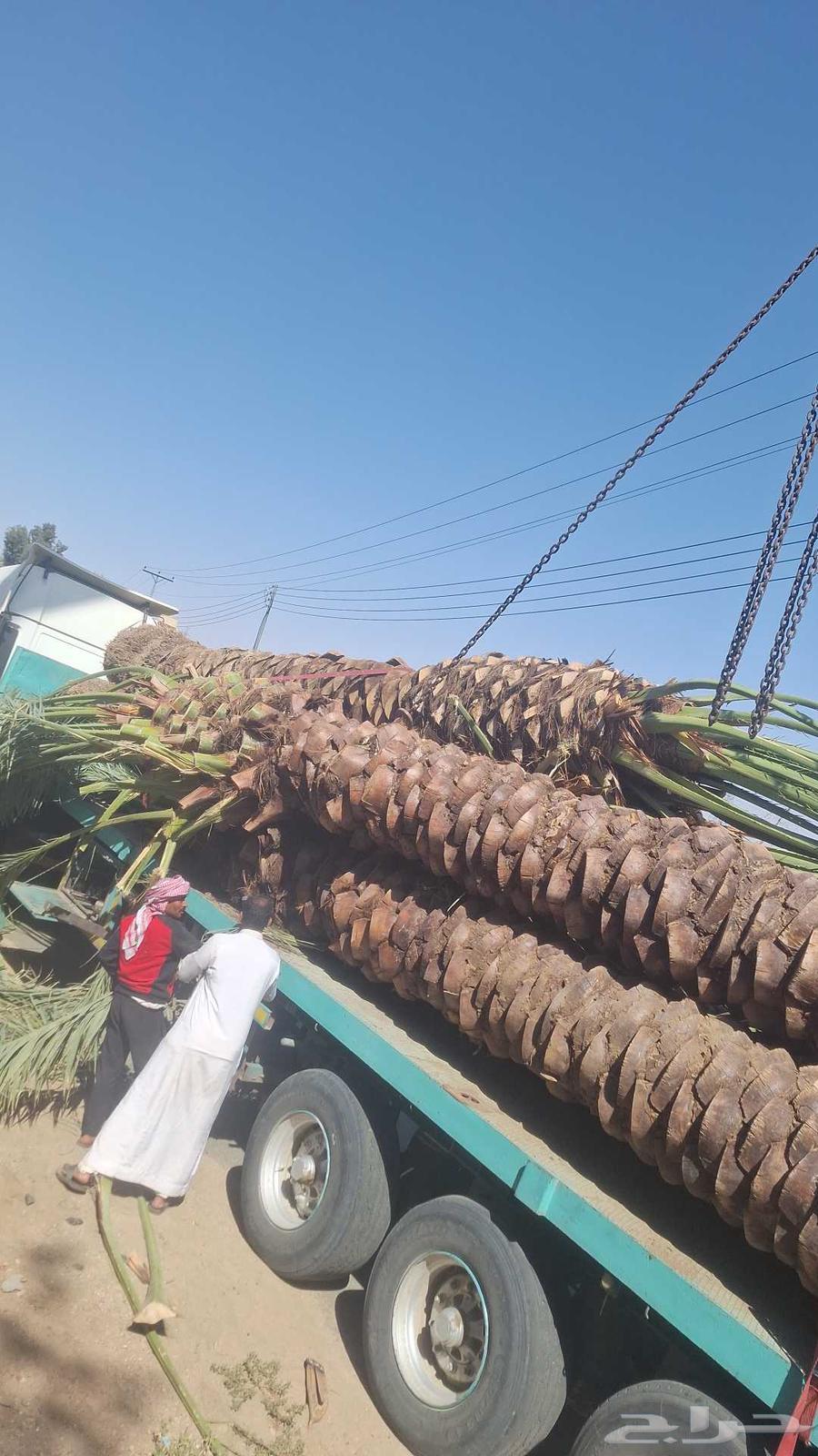 Palm trees for sale in all types and sizes64180045296129113