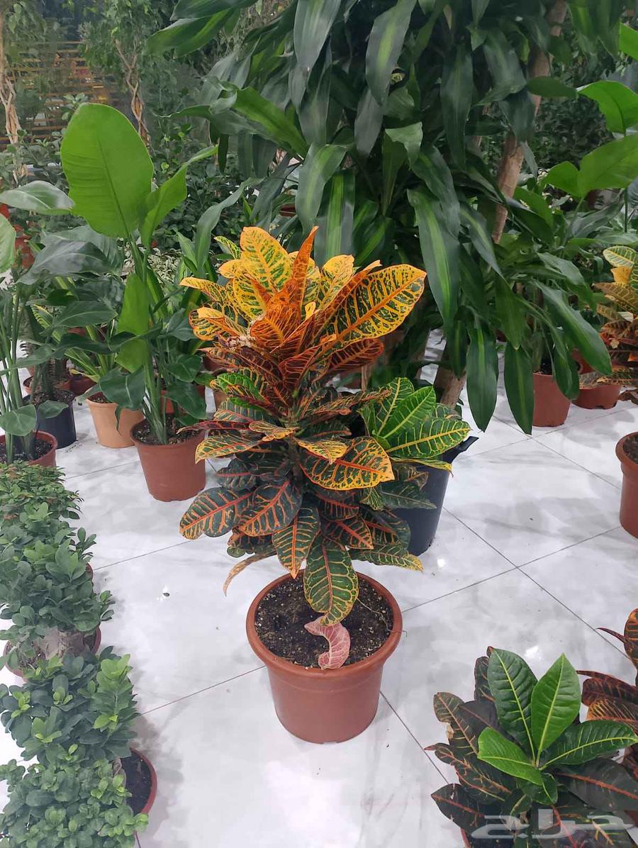 مشتل البستان تنسيق الحدايق وشبكات الرى64180276238593110