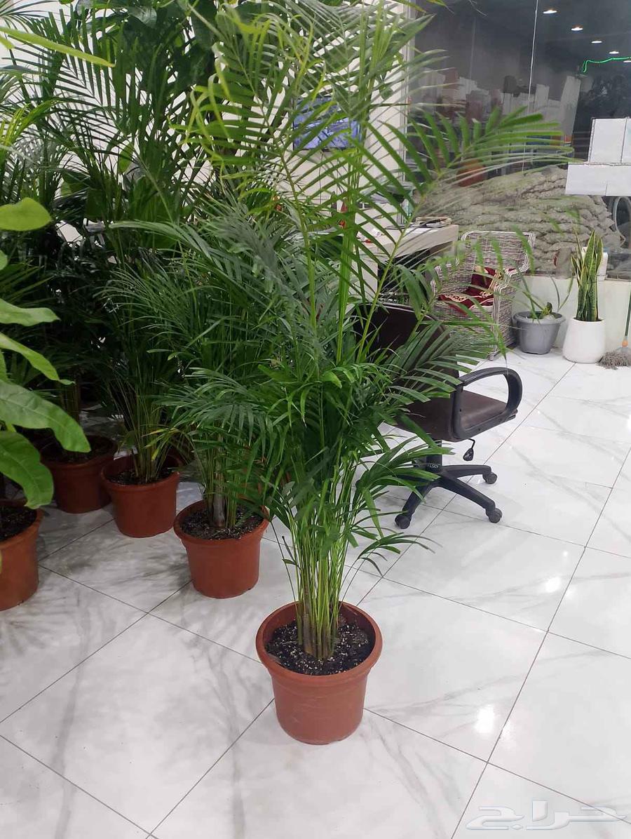 مشتل البستان تنسيق الحدايق وشبكات الرى64180276238593111