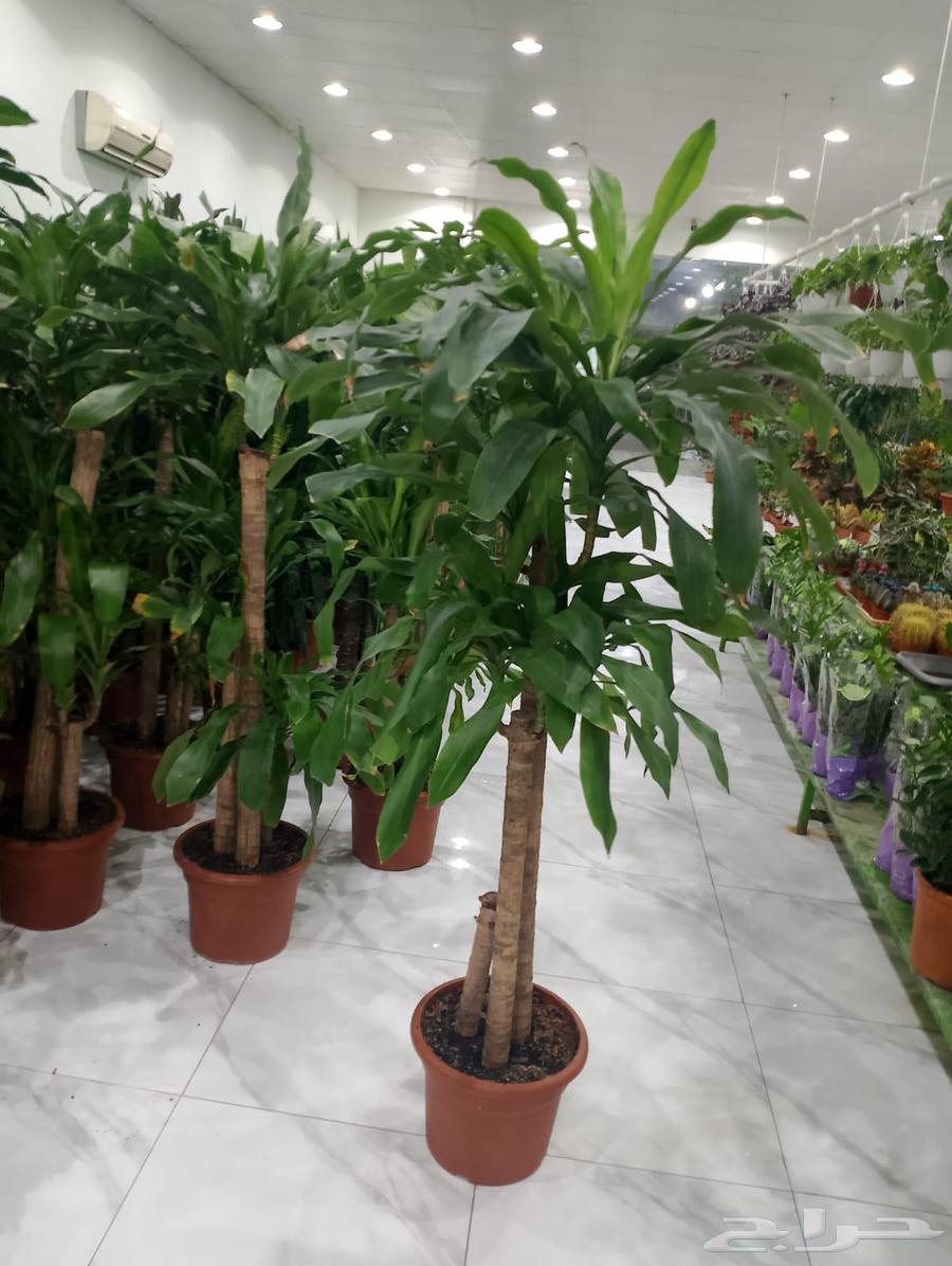 مشتل البستان تنسيق الحدايق وشبكات الرى64180276238593112