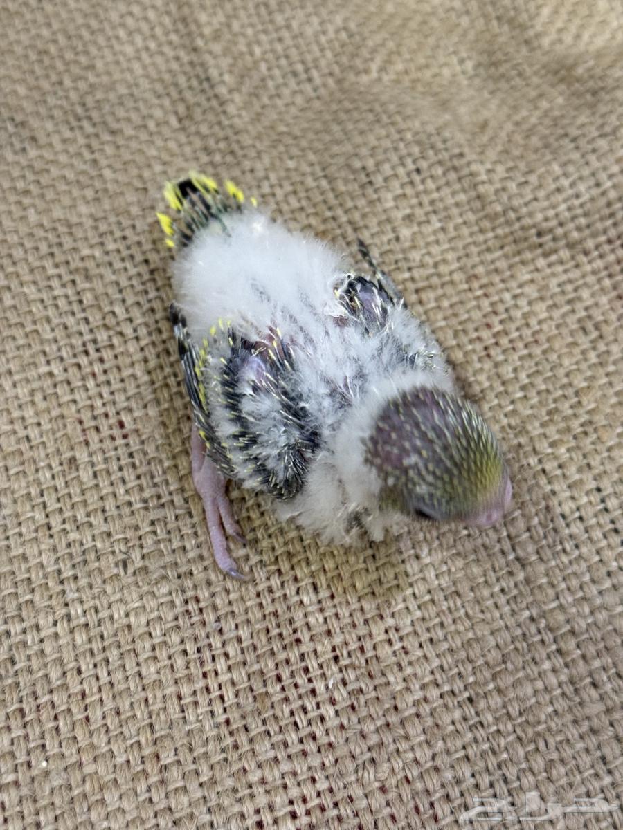 فروخ بادجي (((تم البيع خارج الموقع)))64559463764610114