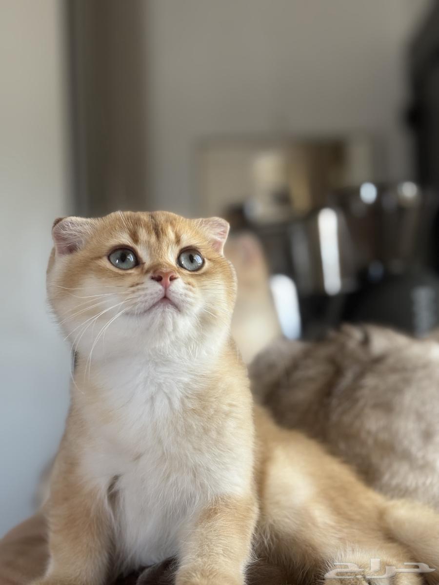 ذكر سكوتش by12 مسجل بمنظمة القطط العالمية (WCF)64407923268227111