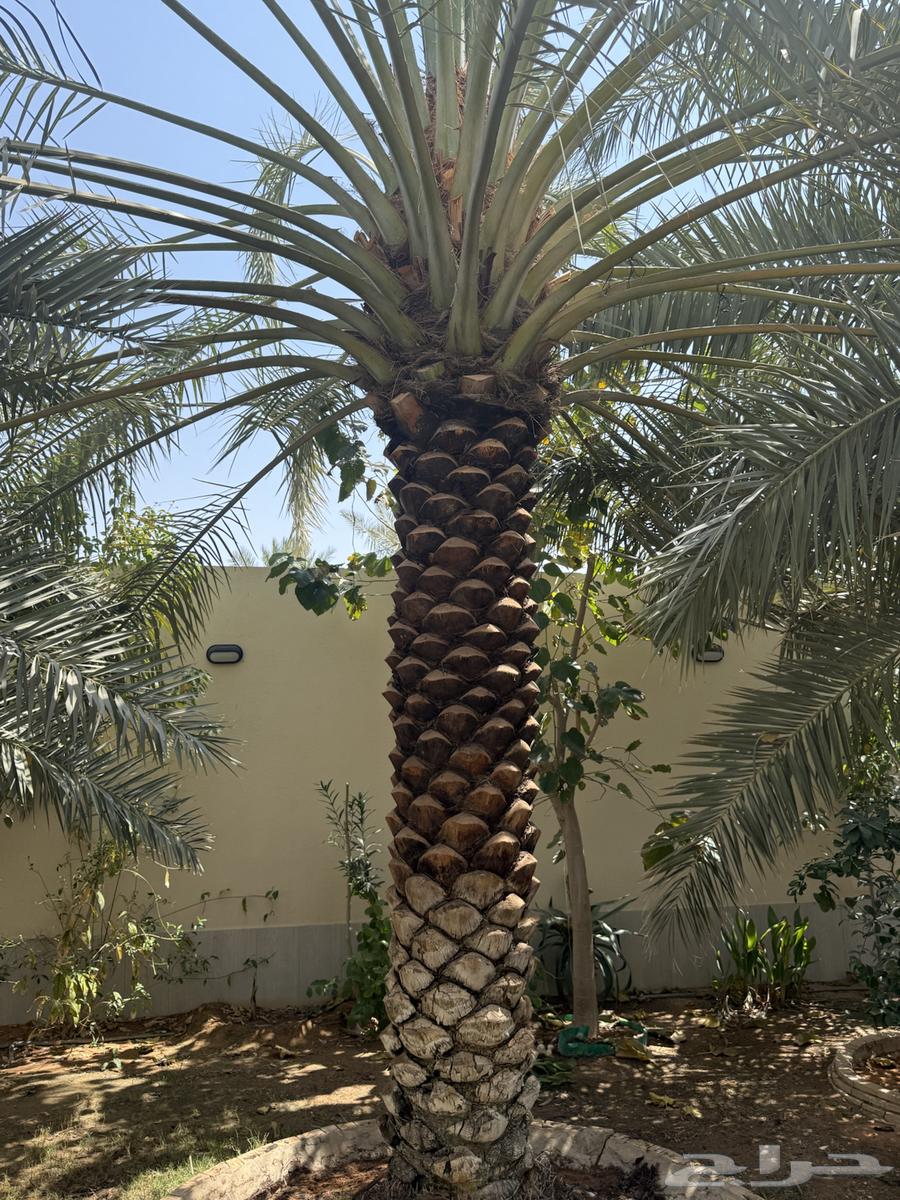 Trimming, cleaning, and planting all types of palm trees64181317345666114