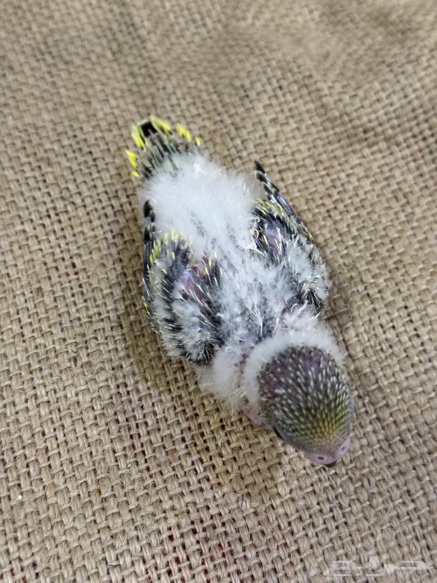 فروخ بادجي (((تم البيع خارج الموقع)))64559463764610113