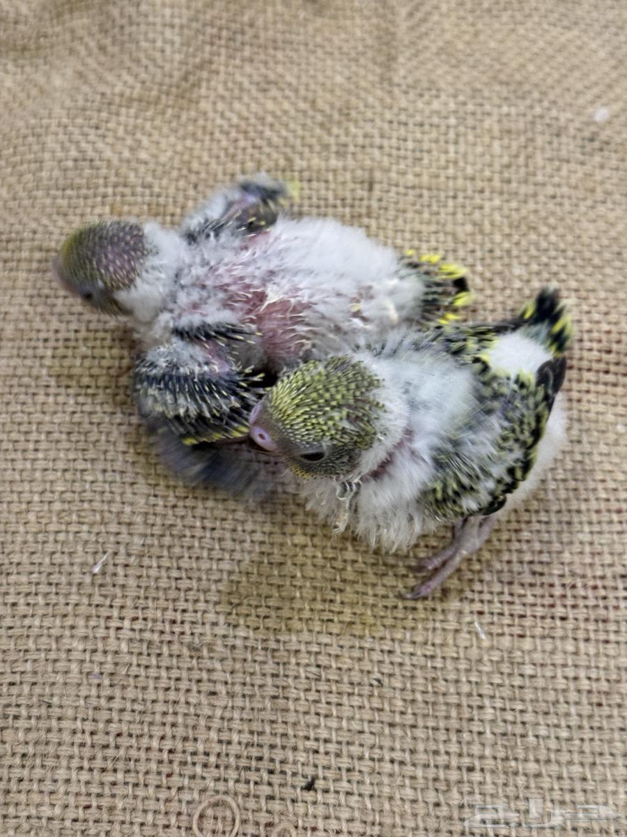 فروخ بادجي (((تم البيع خارج الموقع)))64559463764610110