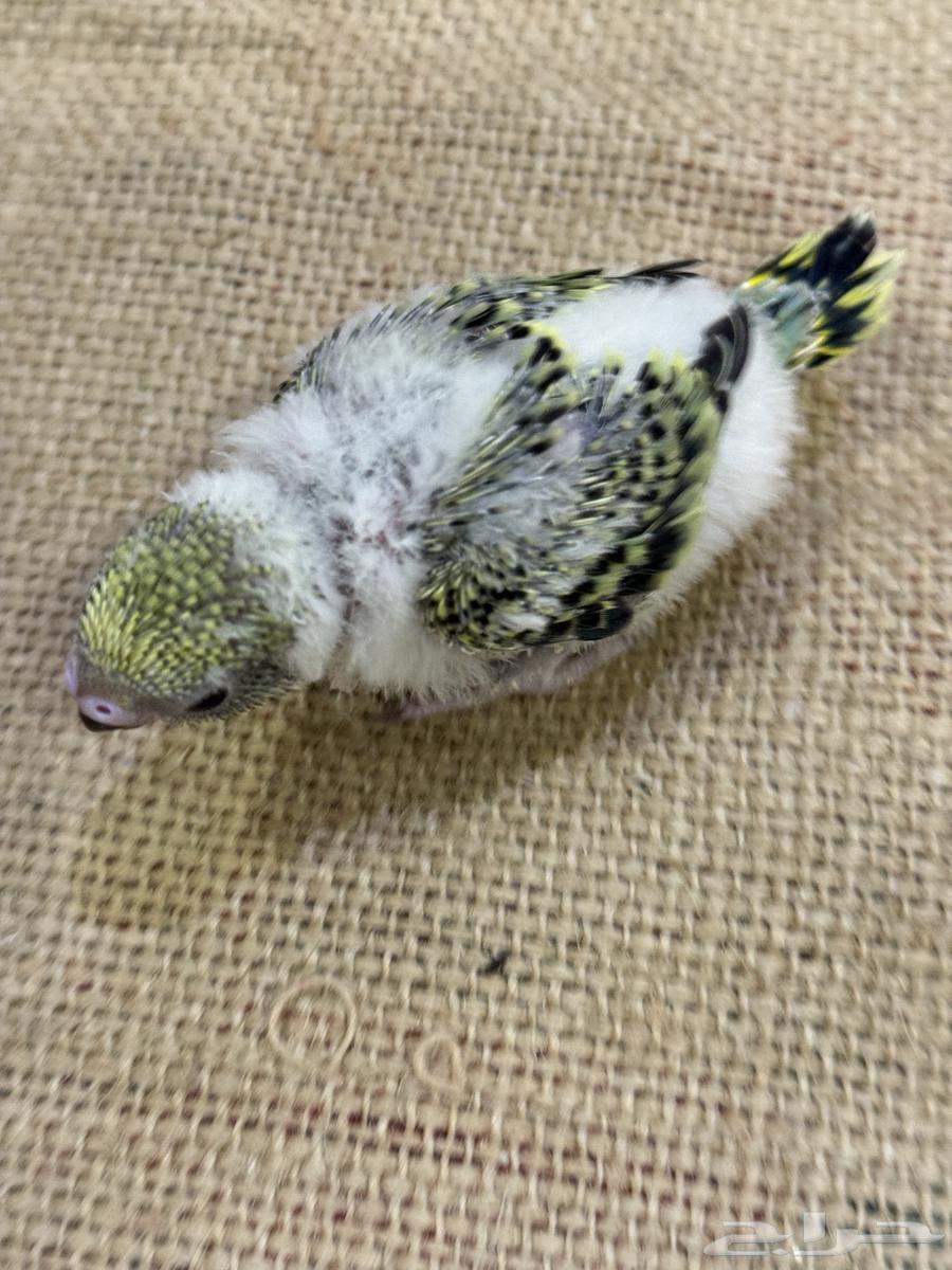 فروخ بادجي (((تم البيع خارج الموقع)))64559463764610112