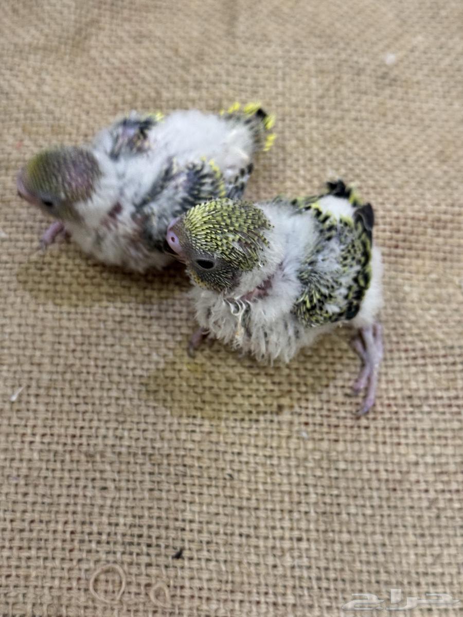 فروخ بادجي (((تم البيع خارج الموقع)))64559463764610111