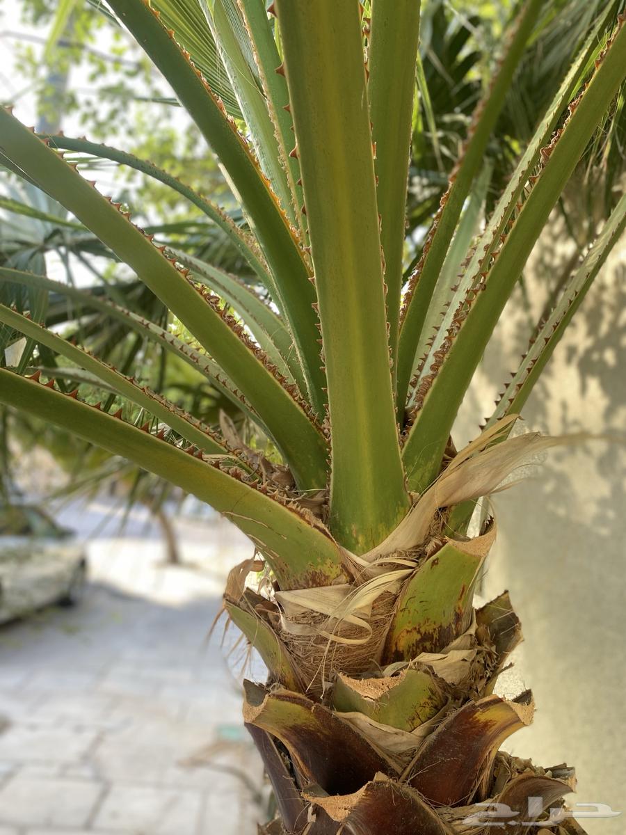 Washingtonia palm, Washington palm, height one meter and a quarter, very healthy. Summah64180045879939114