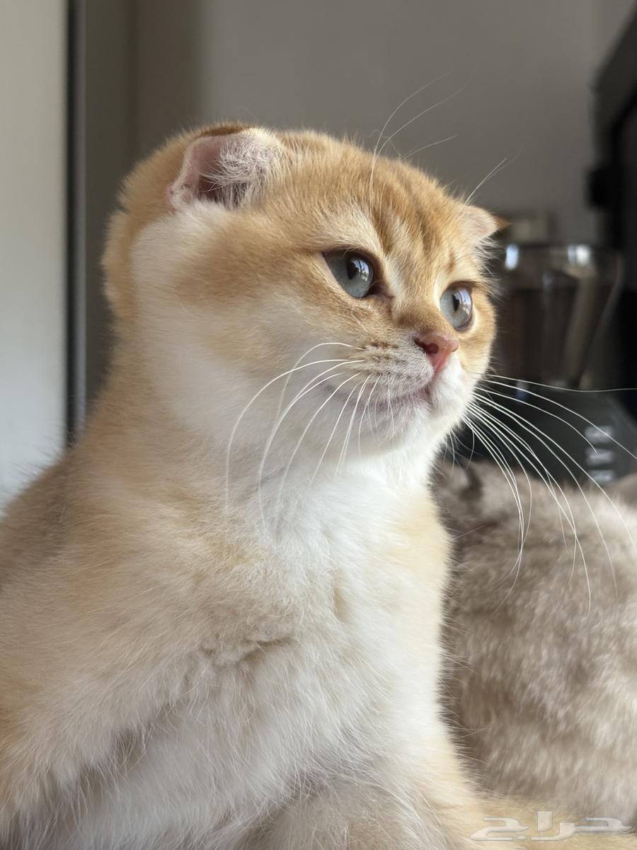 ذكر سكوتش by12 مسجل بمنظمة القطط العالمية (WCF)64407923268227110