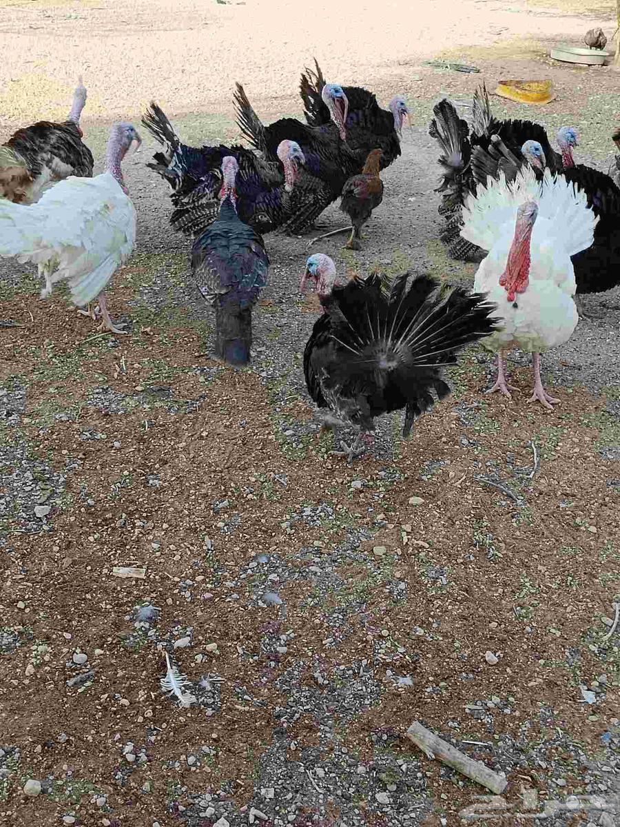 ديوك رومي الاعمار من تسع شهور الى 10 شهور الصحه تمام64567933084673112