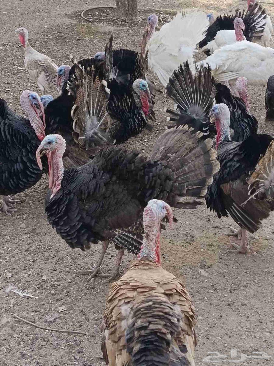 ديوك رومي الاعمار من تسع شهور الى 10 شهور الصحه تمام64567933084673110